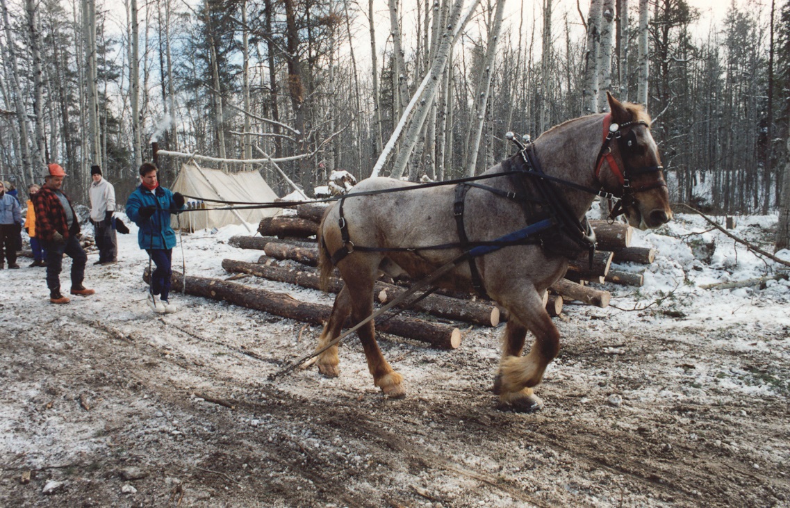 Horse_Logging