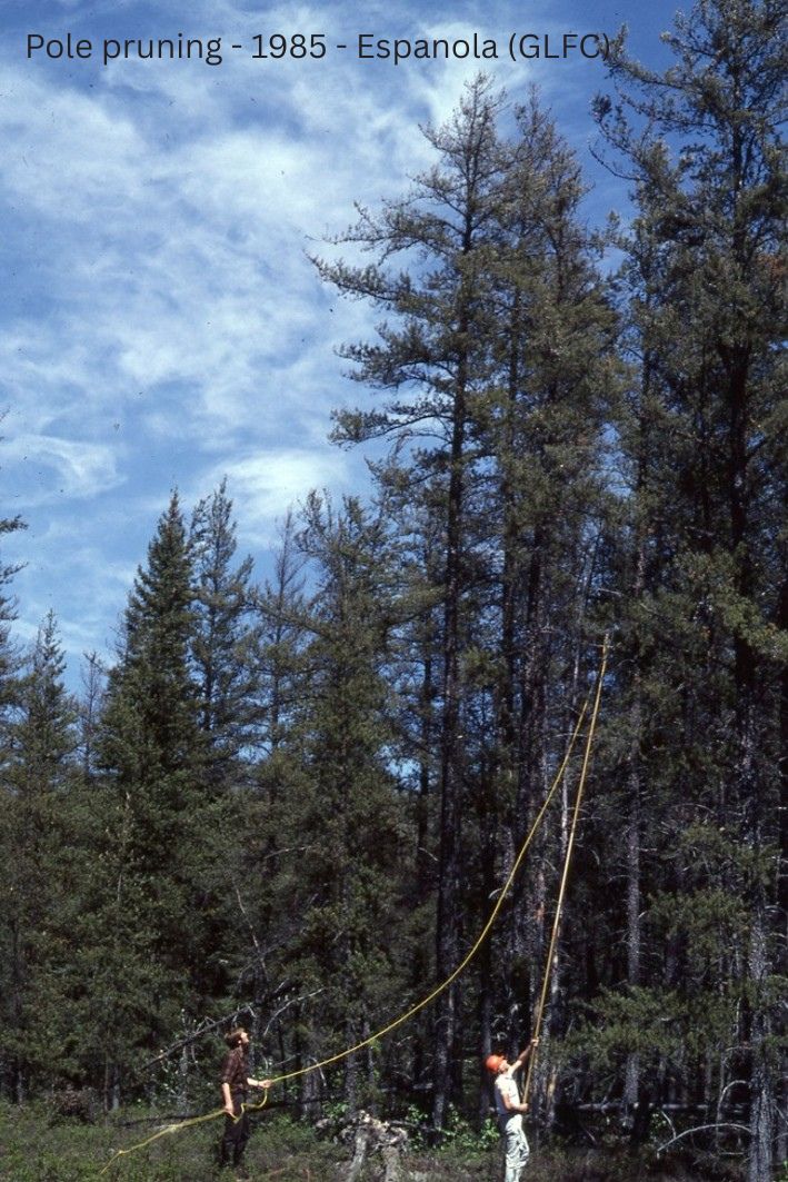 Pole pruning 1985