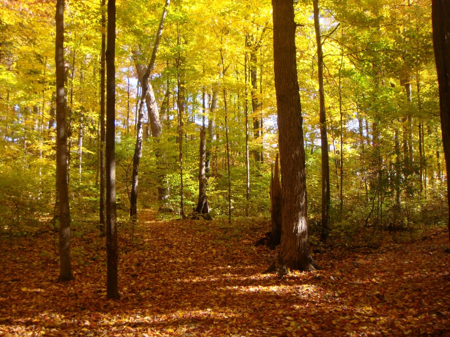 mixed hardwood fall