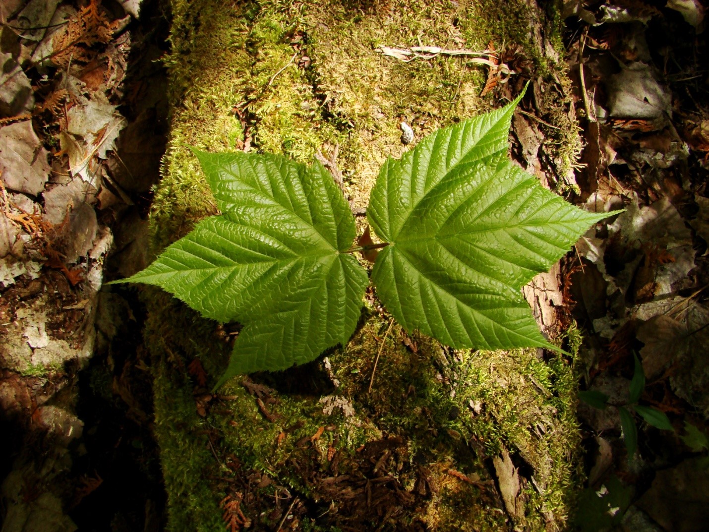 striped maple