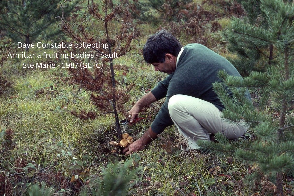 Armallaria fruiting bodies 1987