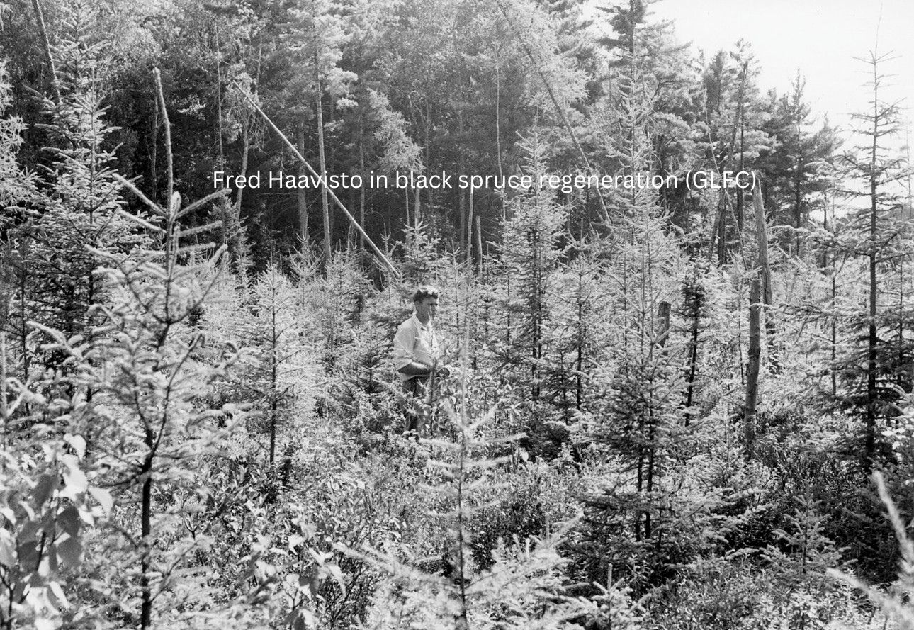Haavisto black spruce