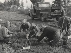 Tree Nursery 1961