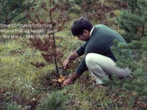 Armallaria fruiting bodies 1987