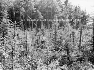 Haavisto black spruce