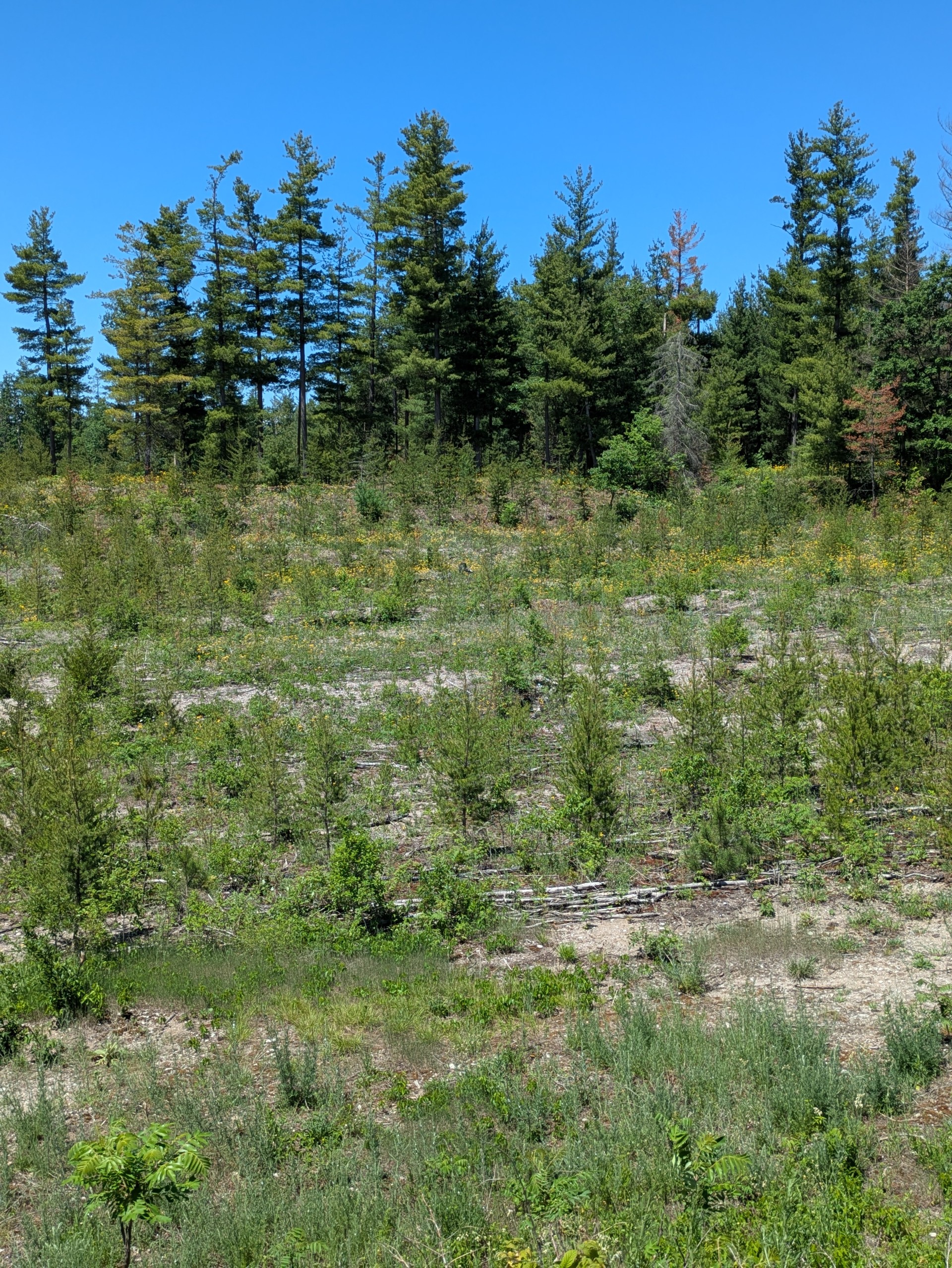 The Kirtland's Warbler habitat site on an abandoned gravel pit 