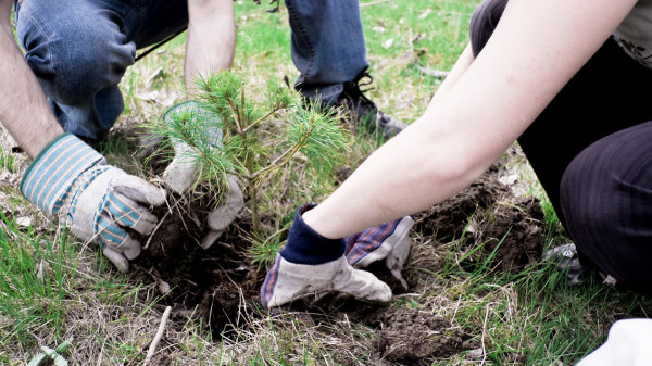 THE REWARDS OF PLANTING TREES - Field Tour 