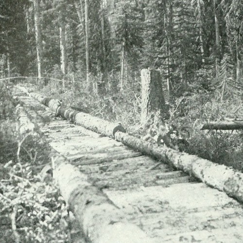 old log path through woods